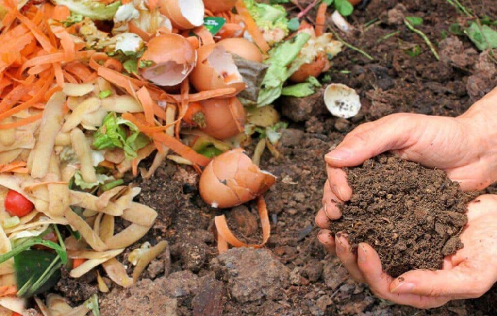 Backyard Compost